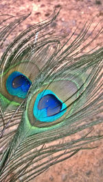 Extreme close up of feathers