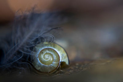 Close-up of snail