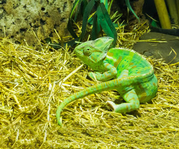 Close-up of a lizard on a field