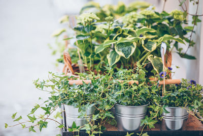 Close-up of potted plant on table