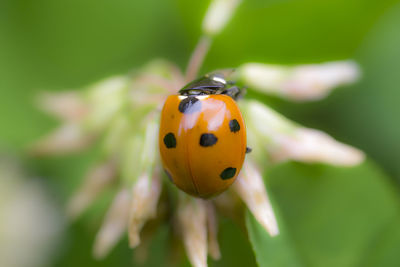 Close-up of ladybug on flower