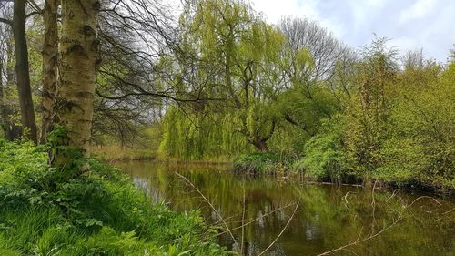 Trees growing in park