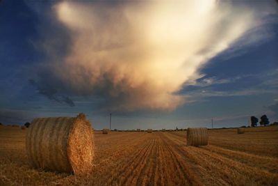 Scenic view of rural landscape