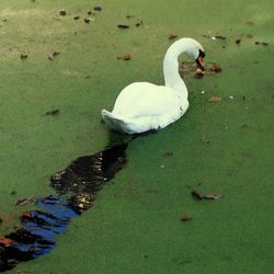 High angle view of swans swimming in lake