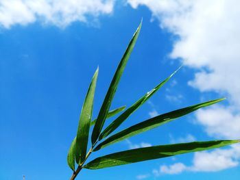 Low angle view of plant against sky