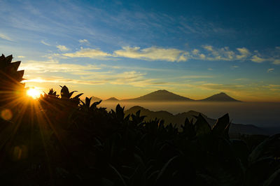 Silhouette plants against sky during sunset