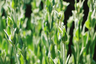 Close-up of fresh green plants in field