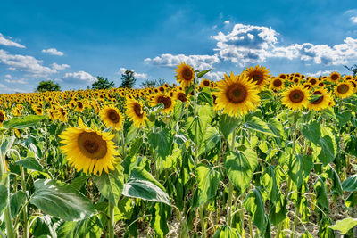 Sunflowers growing on field