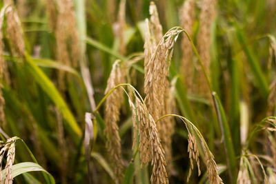 Close-up of wheat crop in field