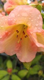 Close-up of pink flower