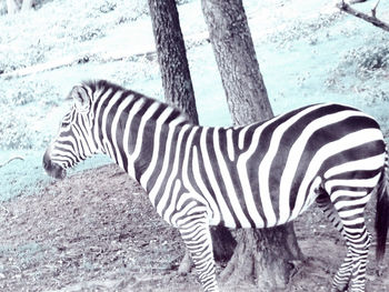 Zebra in zoo