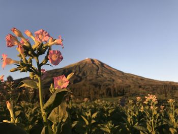 Close-up of flowering plant against sky