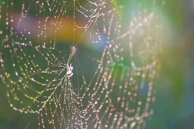 Close-up of spider web