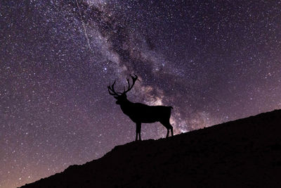 Dear against milky way in norway.