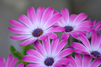 Close-up of pink flowers blooming outdoors