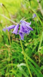 Close-up of purple flower blooming outdoors