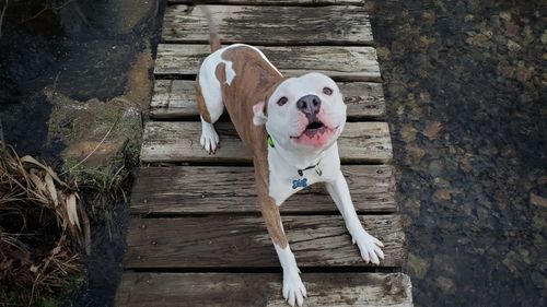 High angle view of dog standing on wooden floor