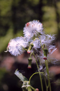 Close-up of white dandelion flower