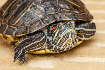 A rub-eared tortoise crawls on a yellow carpet.