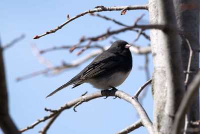 Close-up of bird perching on branch