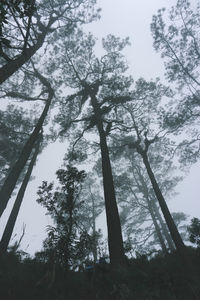 Low angle view of trees against sky