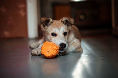 Portrait of a dog resting on floor at home