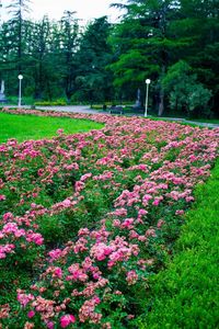 Pink flowers blooming on tree