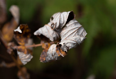 Close-up of wilted flower on field