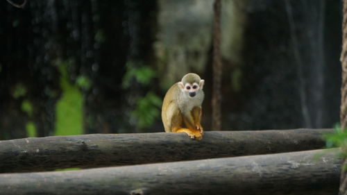 Monkeys sitting on rock