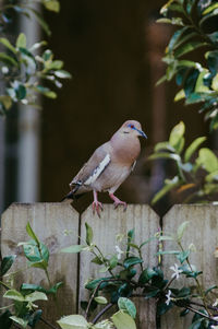 Close-up of bird perching on a plant