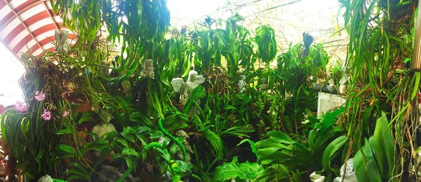 Low angle view of plants against sky