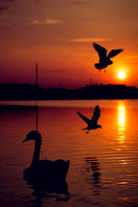 Silhouette of bird flying over sea