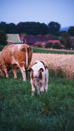 Herd of cow on field