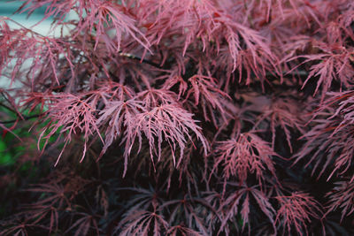 Close-up of autumn leaves