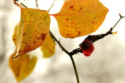 Close-up of leaves on twig