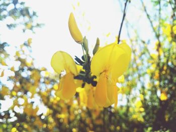 Close-up of yellow flowering plant against sky