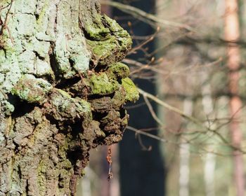 Close-up of moss on tree trunk