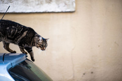 Side view of a cat