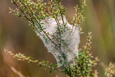 Close-up of twig on branch