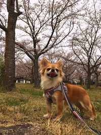 Portrait of dog on tree