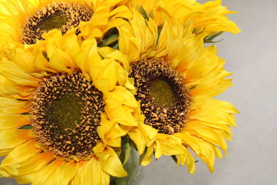 Close-up of sunflowers blooming outdoors