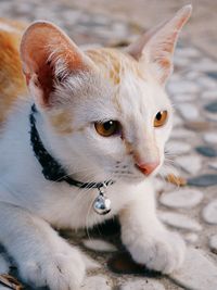 Close-up of cat