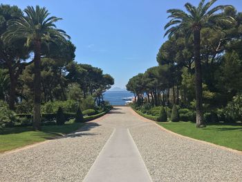 View of palm trees on sunny day