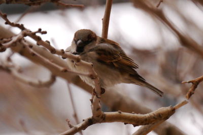 Low angle view of bird perching on branch