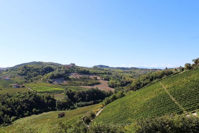 Scenic view of vinery field against clear blue sky