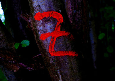 Close-up of text on tree trunk