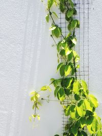 Close-up of green leaves on plant against wall