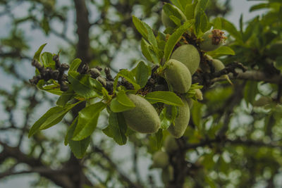 Close-up of berries growing on tree