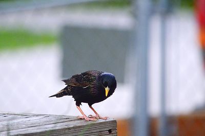 Close-up of bird on wooden table