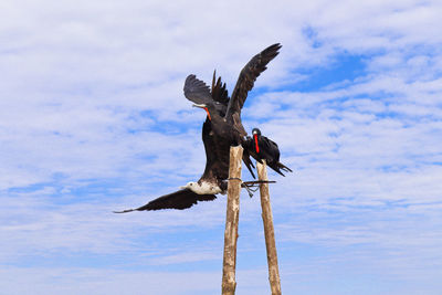 Low angle view of eagle flying against sky